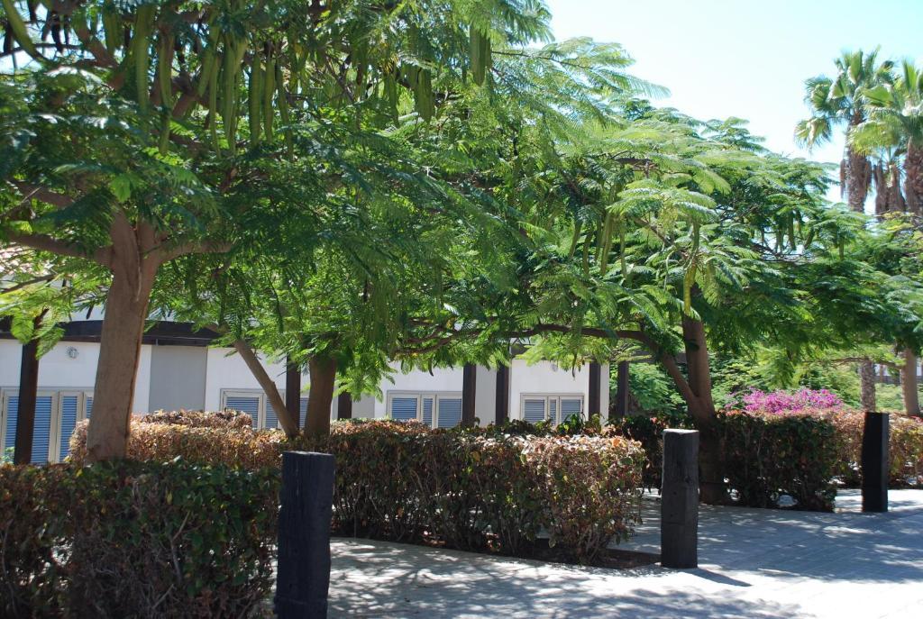 Blue Marlin 6 Villa Pasito Blanco Dış mekan fotoğraf
